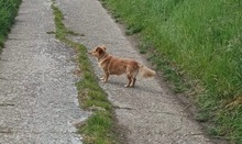 VIVIEN, Hund, Mischlingshund in Alsheim - Bild 2