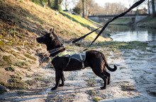 MELODIE, Hund, Mischlingshund in Münster - Bild 4