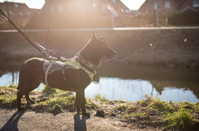 MELODIE, Hund, Mischlingshund in Münster - Bild 5