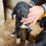 KARU, Hund, Mischlingshund in Griechenland - Bild 4