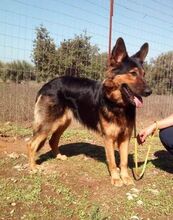 ESRA, Hund, Deutscher Schäferhund in Griechenland - Bild 1