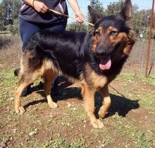 ESRA, Hund, Deutscher Schäferhund in Griechenland - Bild 2