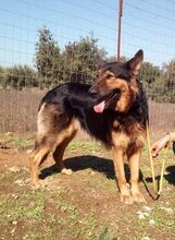 ESRA, Hund, Deutscher Schäferhund in Griechenland - Bild 4