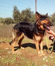ESRA, Hund, Deutscher Schäferhund in Griechenland - Bild 5
