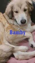 BAMBY, Hund, Mischlingshund in Bulgarien - Bild 1