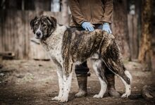 MITKO, Hund, Mischlingshund in Bulgarien - Bild 1