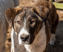 MITKO, Hund, Mischlingshund in Bulgarien - Bild 3