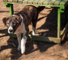 MITKO, Hund, Mischlingshund in Bulgarien - Bild 4