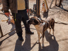 MITKO, Hund, Mischlingshund in Bulgarien - Bild 5