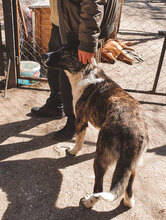 MITKO, Hund, Mischlingshund in Bulgarien - Bild 8