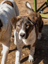 MITKO, Hund, Mischlingshund in Bulgarien - Bild 9