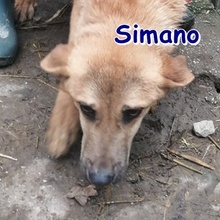 SIMANO, Hund, Mischlingshund in Bulgarien - Bild 1
