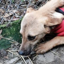 SIMANO, Hund, Mischlingshund in Bulgarien - Bild 2
