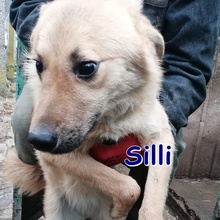 SILLI, Hund, Mischlingshund in Bulgarien - Bild 1