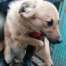 SILLI, Hund, Mischlingshund in Bulgarien - Bild 2