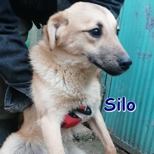 SILO, Hund, Mischlingshund in Bulgarien - Bild 1