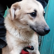 SILO, Hund, Mischlingshund in Bulgarien - Bild 2