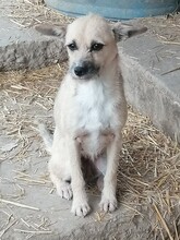 CASIDY, Hund, Mischlingshund in Rumänien - Bild 1
