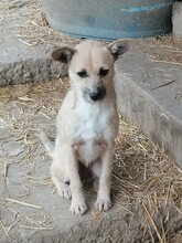 CASIDY, Hund, Mischlingshund in Rumänien - Bild 12