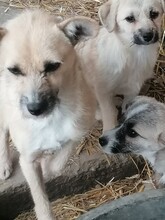 CASIDY, Hund, Mischlingshund in Rumänien - Bild 13
