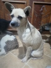 CASIDY, Hund, Mischlingshund in Rumänien - Bild 14