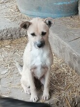 CASIDY, Hund, Mischlingshund in Rumänien - Bild 4