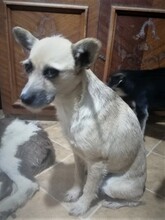 CASIDY, Hund, Mischlingshund in Rumänien - Bild 7