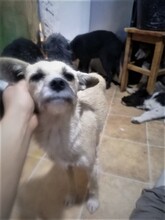 CASIDY, Hund, Mischlingshund in Rumänien - Bild 9
