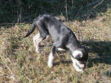 JAMIE, Hund, Mischlingshund in Rumänien - Bild 13