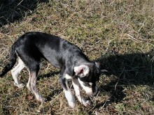 JAMIE, Hund, Mischlingshund in Rumänien - Bild 16