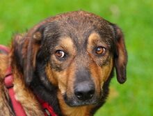 REDFORD, Hund, Mischlingshund in Rumänien - Bild 1