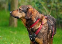 REDFORD, Hund, Mischlingshund in Rumänien - Bild 3
