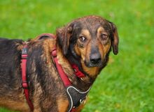 REDFORD, Hund, Mischlingshund in Rumänien - Bild 4