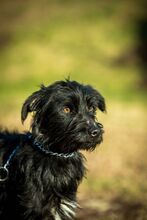 NOA, Hund, Mischlingshund in Ungarn - Bild 1