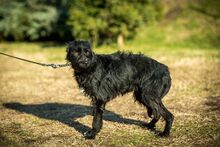 NOA, Hund, Mischlingshund in Ungarn - Bild 3