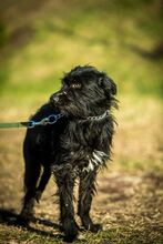 NOA, Hund, Mischlingshund in Ungarn - Bild 4