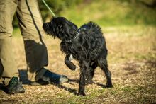 NOA, Hund, Mischlingshund in Ungarn - Bild 5