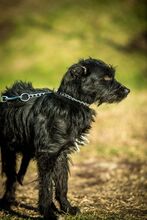 NOA, Hund, Mischlingshund in Ungarn - Bild 7