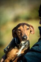 OLIVE, Hund, Mischlingshund in Ungarn - Bild 1