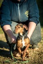 OLIVE, Hund, Mischlingshund in Ungarn - Bild 2