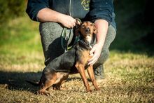 OLIVE, Hund, Mischlingshund in Ungarn - Bild 5