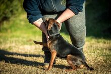 OLIVE, Hund, Mischlingshund in Ungarn - Bild 7