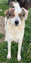 ILDIKO, Hund, Mischlingshund in Griechenland - Bild 12