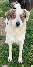 ILDIKO, Hund, Mischlingshund in Griechenland - Bild 15