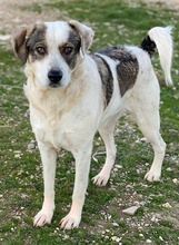 ILDIKO, Hund, Mischlingshund in Griechenland - Bild 2