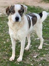 ILDIKO, Hund, Mischlingshund in Griechenland - Bild 3