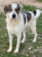 ILDIKO, Hund, Mischlingshund in Griechenland - Bild 4