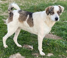 ILDIKO, Hund, Mischlingshund in Griechenland - Bild 5