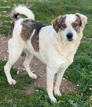 ILDIKO, Hund, Mischlingshund in Griechenland - Bild 8