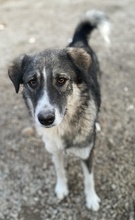 KAISA, Hund, Mischlingshund in Griechenland - Bild 12
